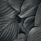 monochrome