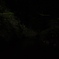 ホタル6