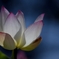 嶺　花Ⅱ