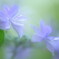 雨紫陽花