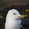 ウミネコ