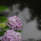 梅雨入り