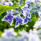 紫陽花（コンペイトウ）
