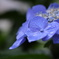 雨の日紫陽花