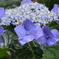 紫陽花その3
