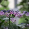 紫陽花その4