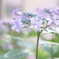 裏庭の紫陽花