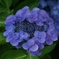 紫陽花