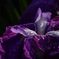 花しょうぶ