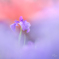菖蒲の香