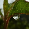 雨上がりの雫
