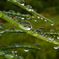 雨上がりの雫その２