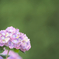 紫陽花　やわらか