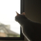 我が家の猫２