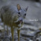 Innocent Friend ～無邪気な友達～