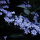 薄紫の花冠