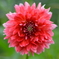 花②