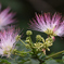 ネムノキの花　西油山