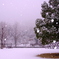 雪の光。