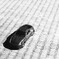 minicar2