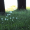 ゆふべの裏花