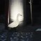 a DUCK