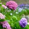 紫陽花と花菖蒲