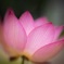 蓮の花
