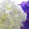 紫陽花01