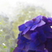 紫陽花02