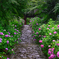 紫陽花参道
