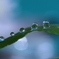 心海DROPS・・・うぶ毛～♪に雫