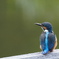 カワセミ幼鳥