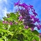 空に向かって咲く紫陽花