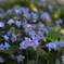 山紫陽花
