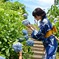 浴衣美人