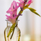 Gladiolus