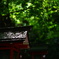 参道の青紅葉