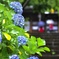 雨が似合う花
