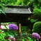 DSC_0760紫陽花寺