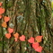 ハートが紅葉