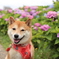 紫陽花と犬