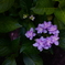 坪庭の紫陽花