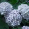 ミッキー紫陽花