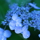 紫陽花は こういうタイプが好き