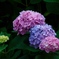 三色紫陽花