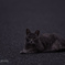 野良猫ちゃん 2