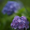 紫陽花