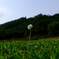 希望のわたげ