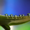 心海DROPS・・・うぶ毛～♪とコラボ・・・ノアの箱舟風に・・・